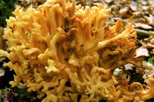 Clavaria (Ramaria) formosa (1000 x 750).jpg_product_product_product_product